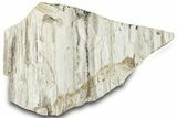 Petrified Wood Section with Sparkling Quartz - Arizona #305432-1